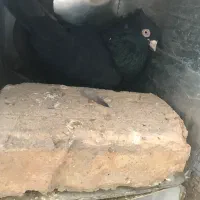 زاغ ابادانی نر چشمنوک سفید مست|پرنده|شاهینشهر, شهرک گلدیس|دیوار