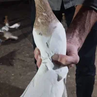 کفتر رنگه سینه هفرنگ دمسفید سارکاکلی ....|پرنده|مشهد, رستگار|دیوار