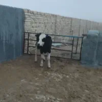 گوساله نر