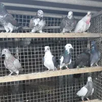 کبوتر جوجه هوایی|پرنده|قائم‌شهر, |دیوار