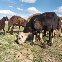 قوچ|حیوانات مزرعه|بروجرد, |دیوار