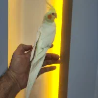 عروس هلندی دستی