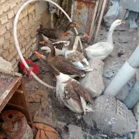 غاز|حیوانات مزرعه|خرمشهر, |دیوار