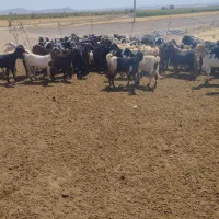 گله بزداشتی|حیوانات مزرعه|کوار, |دیوار