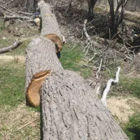 خرید انواع چوب باغی با قیمت مناسب|خدمات باغبانی و درختکاری|بافت, |دیوار