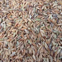 چلتک و برنج شوشتر