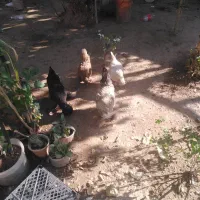 فروش ۳عدد مرغ ویک خروس سلطان