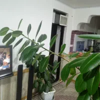 گوش فیل طبیعی|گل و گیاه طبیعی|مهاباد (آذربایجان غربی), |دیوار