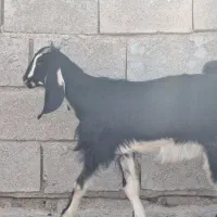 بزماده|حیوانات مزرعه|بندر ماهشهر, |دیوار