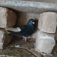 دم سفید نر جوجه صده سیاه