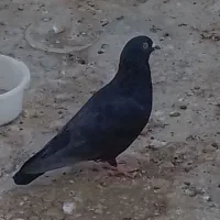 کبوتر مسافتی|پرنده|اردکان, |دیوار