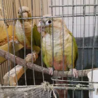 طوطی گرینچیک مولد