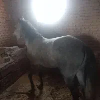 اسب نر خالدار