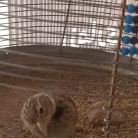 طغرا یا سهره خاکی|پرنده|کرمان, |دیوار