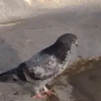 فروش  کبوتر  دونه ۱۵۰