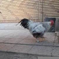 خروس|حیوانات مزرعه|کرمان, |دیوار