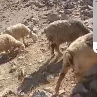 فروش ۲۰ راس میش با بره میش جوان