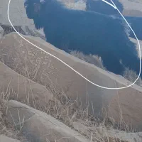 یک راس بیگ نر به فروش میرسد