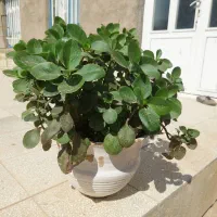 گل. زیبا|گل و گیاه طبیعی|سبزوار, توحیدشهر|دیوار