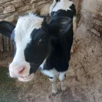 دوراس گاو درخمینی شهر|حیوانات مزرعه|خمینی‌شهر, |دیوار