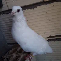 کفتر|پرنده|میناب, |دیوار