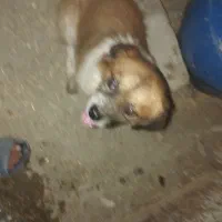 سگ پا کوتاه