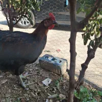 خروس محلی اصل پا سیاه|حیوانات مزرعه|شیراز, میانرود|دیوار