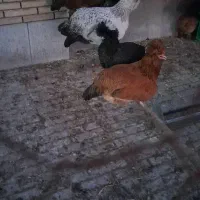 نیروی مرغداری با خانواده نهایت ۱بچه