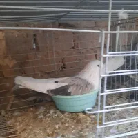 جف دوکت سبز کشیده با تخم