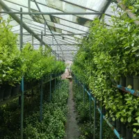 گل شمشاد|گل و گیاه طبیعی|شاندیز, |دیوار