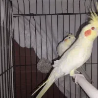 جفت عروس هلندی مولد درجه یک|پرنده|مشهد, نوید|دیوار