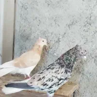 کبوتر هفت رنگ دمسفید آس