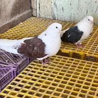 جفت کبوتر  تهرانی درشت درشت