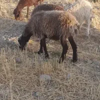 بره نر