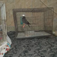 مینا|پرنده|جوین, |دیوار