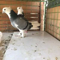 کبوتر پرشی|پرنده|تهران, بهارستان|دیوار