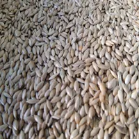 دان پرندگان. سهره .قناری .کبوتر .مرغ|پرنده|دهگلان, |دیوار