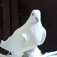 کبوتر تزئینی|پرنده|گوگان, |دیوار