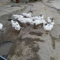فروش ۱۱عدد غاز سرحال|حیوانات مزرعه|کرمانشاه, |دیوار