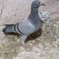 کفتر  المانی|پرنده|شیروان (خراسان), |دیوار