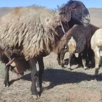 قوچ گله شش دندان|حیوانات مزرعه|اردبیل, |دیوار