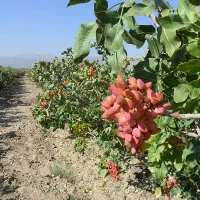 خریدار آب کشتخوان حسین اباد