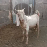 یک راست چپش به فروش می‌رسد