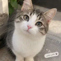 یک عدد گربه پیدا شده