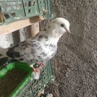 کبوتر فروشی