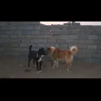 سگ قهدریجانی نگهبان