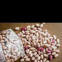 لوبیا چیتی درجه یک