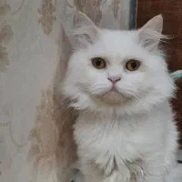 پرشین نر یک ساله و نیم