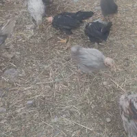جوجه