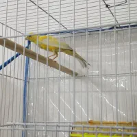 قناری لیمویی|پرنده|مشهد, ادیب نیشابوری (شهرک غرب)|دیوار